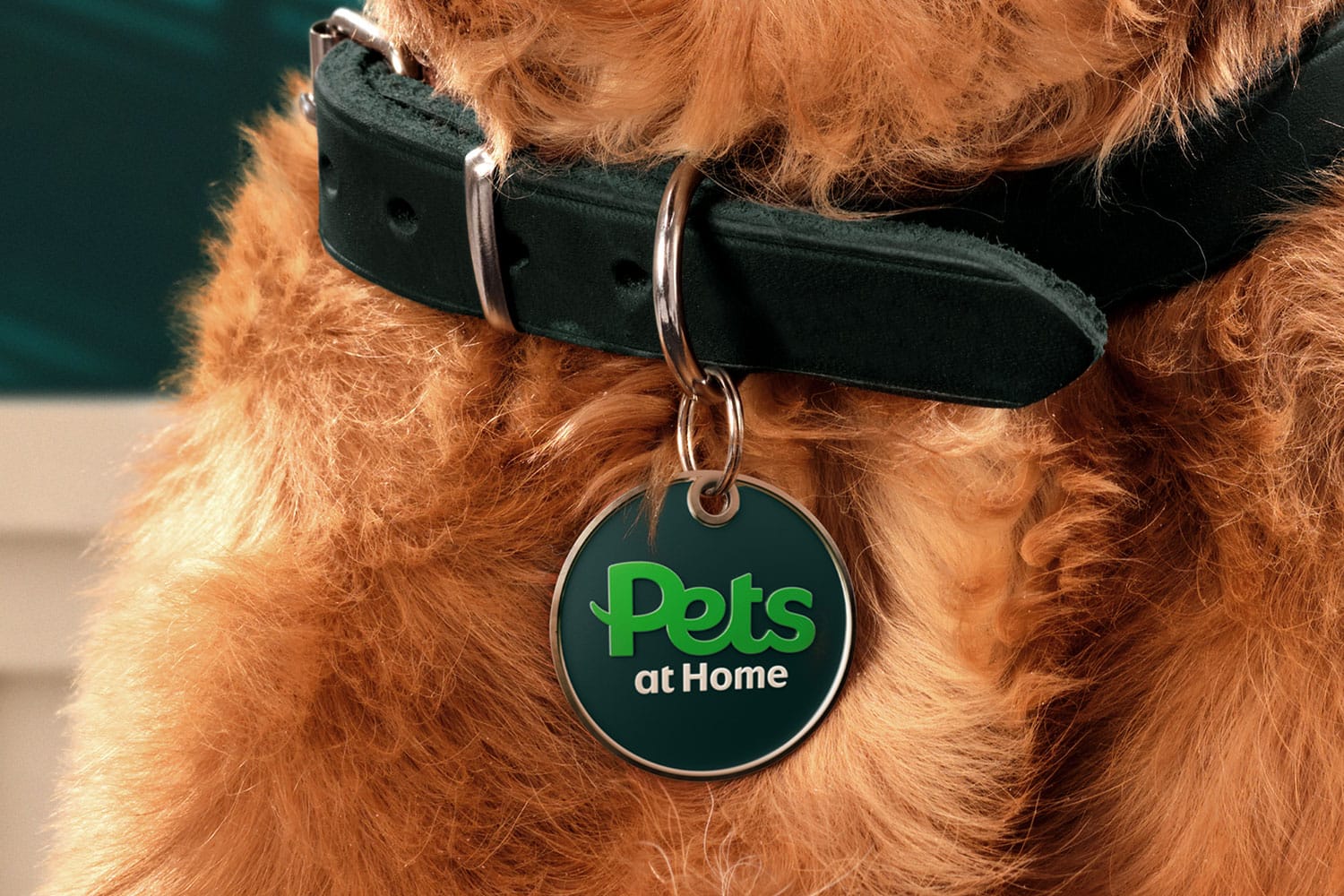 pets dog collar